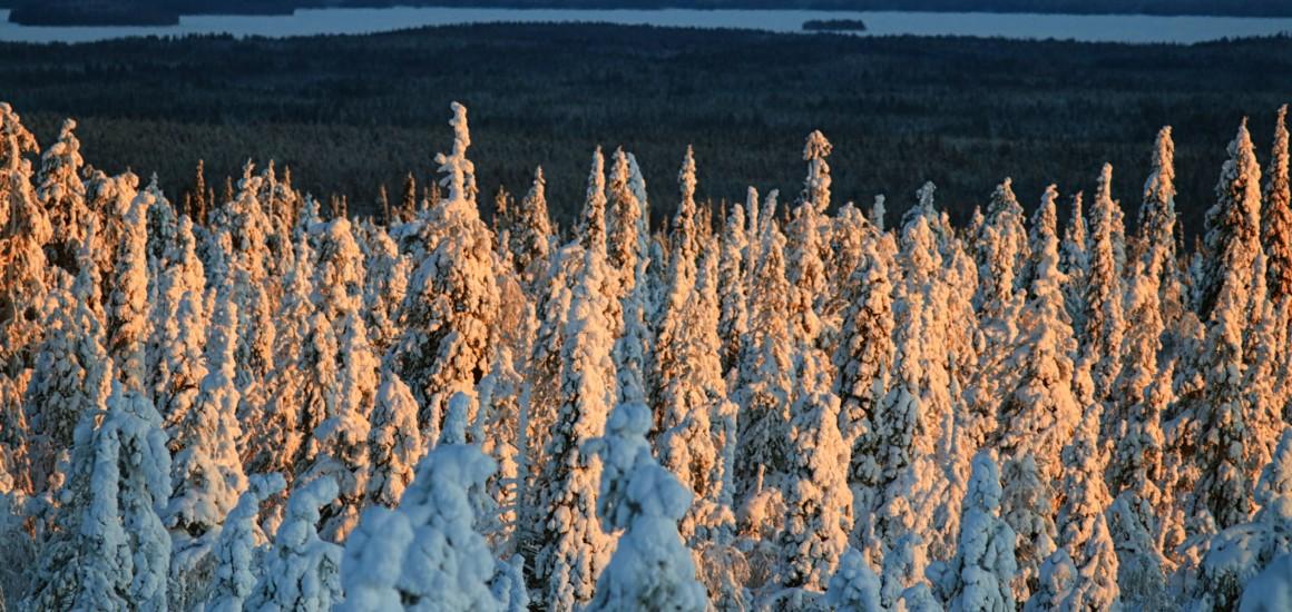 Puita riisitunturilla auringonlaskun aikaan