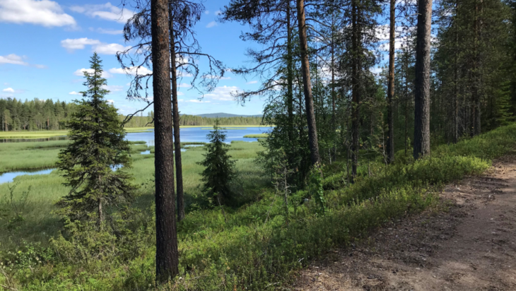 Kotivaara