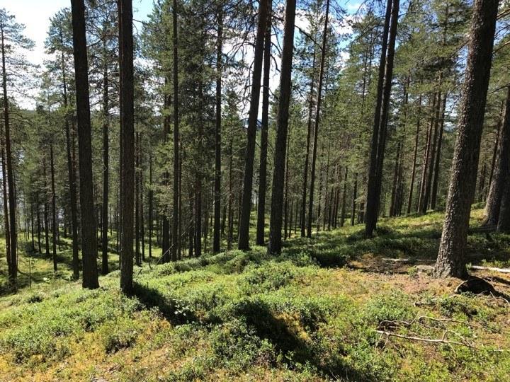 Kotivaaran metsää