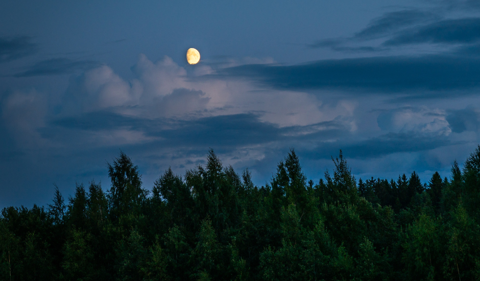 Kuu paistaa metsän yllä.