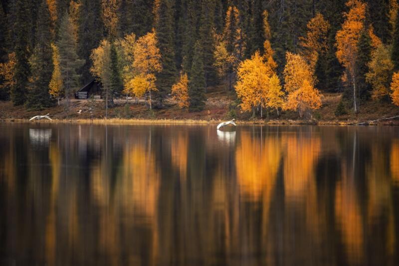 Joutsenet Kirintöjärvellä
